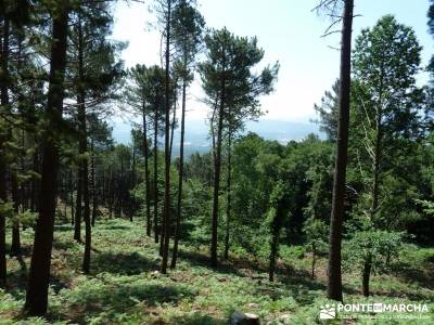 Pinares de Piedralaves; la jarosa guadarrama senderismo guadalajara arbol tejo